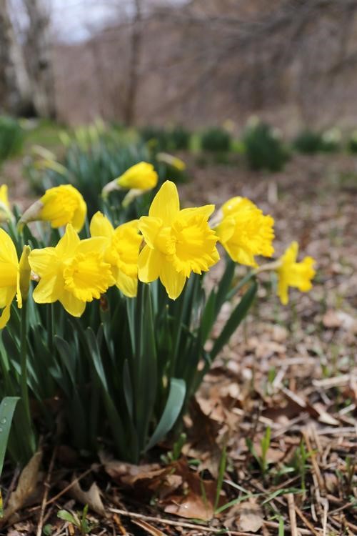 Lenten Thoughts 2019